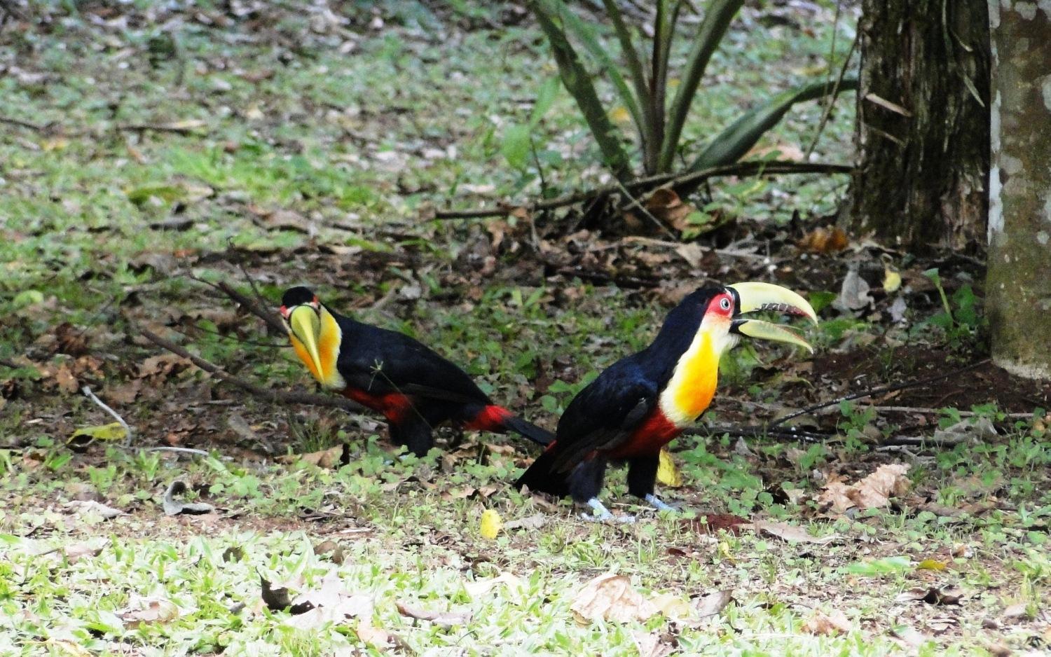 Yasi Yatere Reserva Agroecologica El Soberbio Buitenkant foto