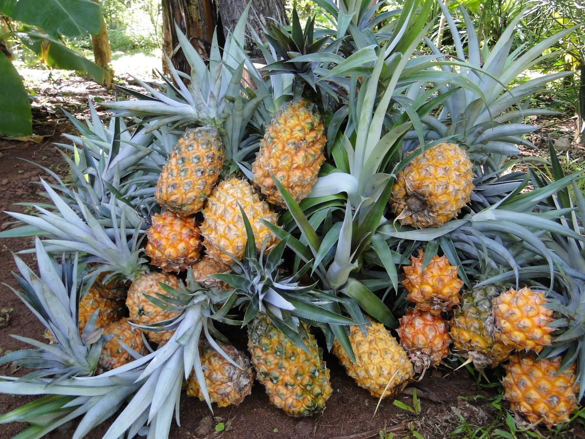 Yasi Yatere Reserva Agroecologica El Soberbio Buitenkant foto