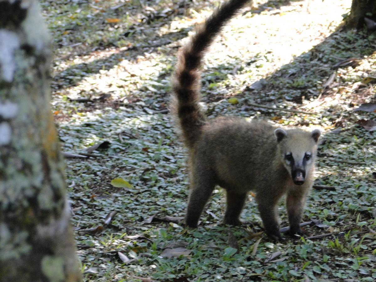 Yasi Yatere Reserva Agroecologica El Soberbio Buitenkant foto